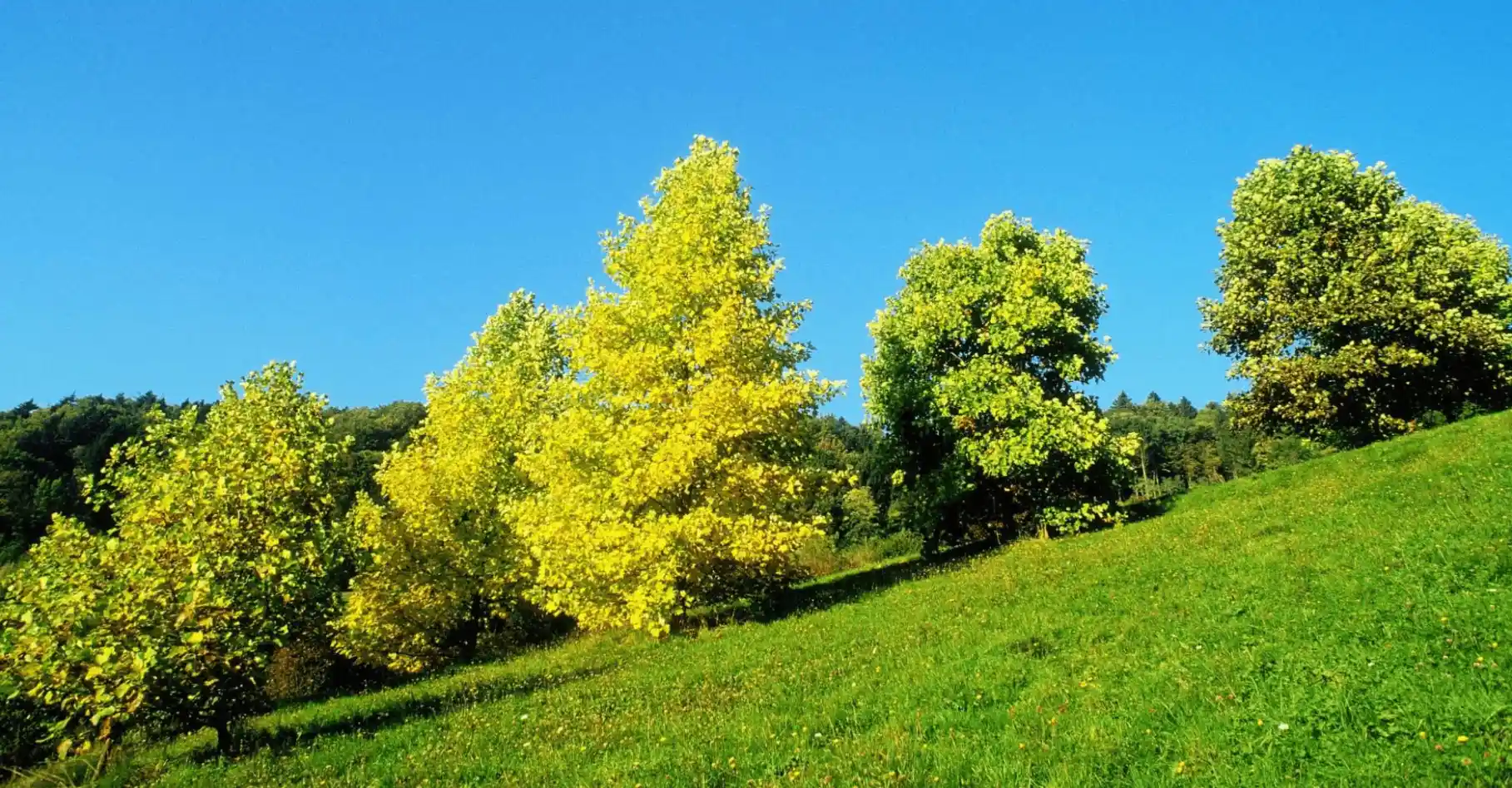 Several trees with green and yellow leaves stand on a grassy hillside under a clear blue sky, with a forested area in the background.