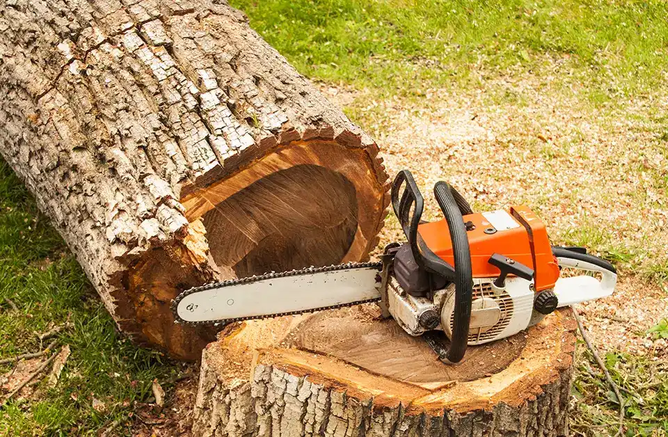 A chainsaw rests on a large tree stump next to a freshly cut log on grass, with wood shavings scattered around, indicating recent tree cutting.