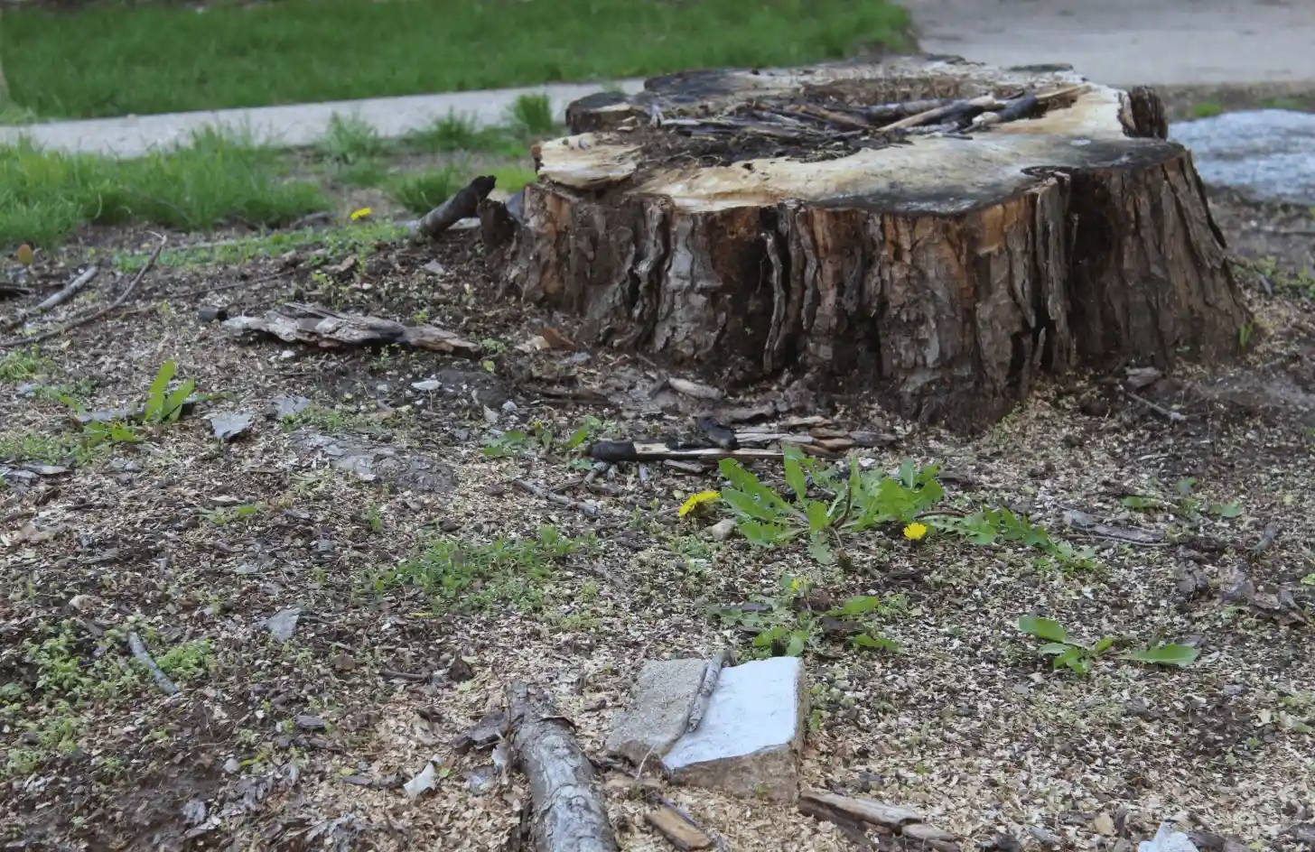 A large, weathered tree stump sits in a patch of bare soil with scattered branches and a few green weeds growing nearby. Grass and a sidewalk are visible in the background.