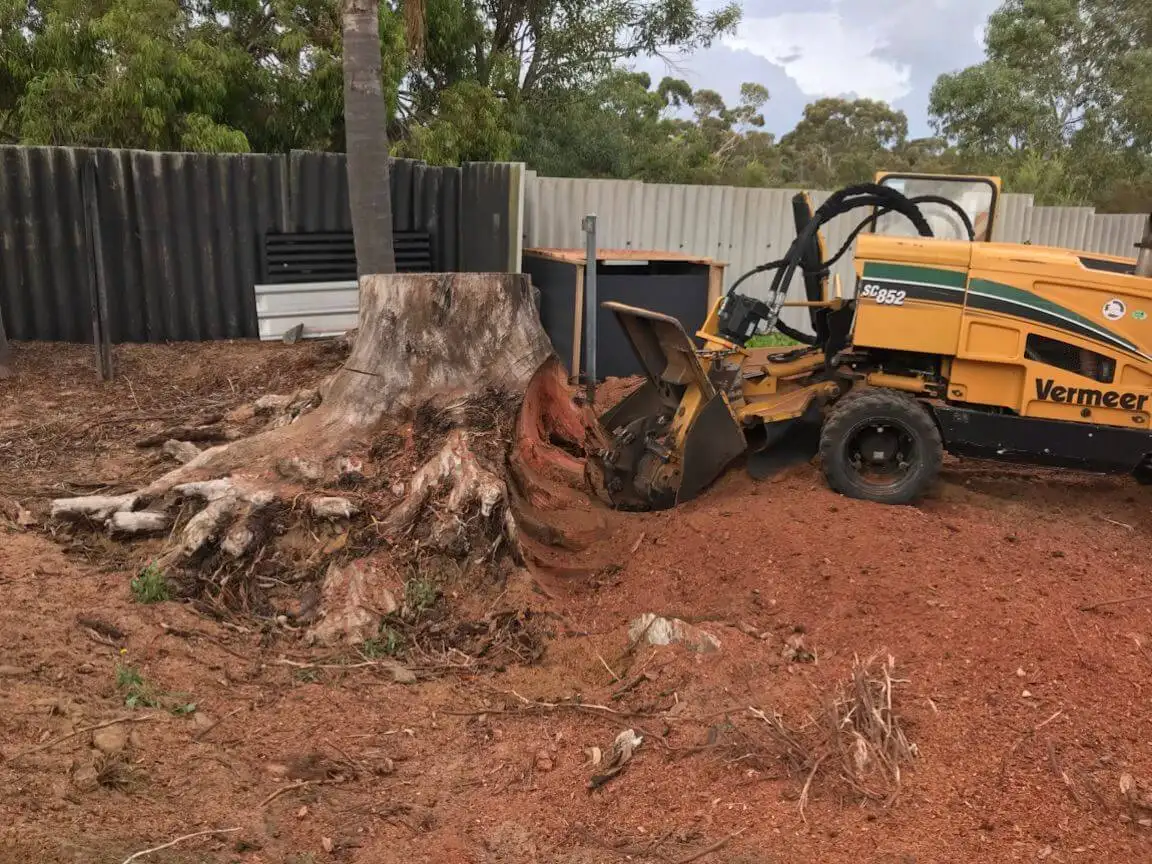 A yellow stump grinder machine is positioned next to a large tree stump in a yard with reddish soil, surrounded by trees, corrugated metal fencing, and some scattered debris.