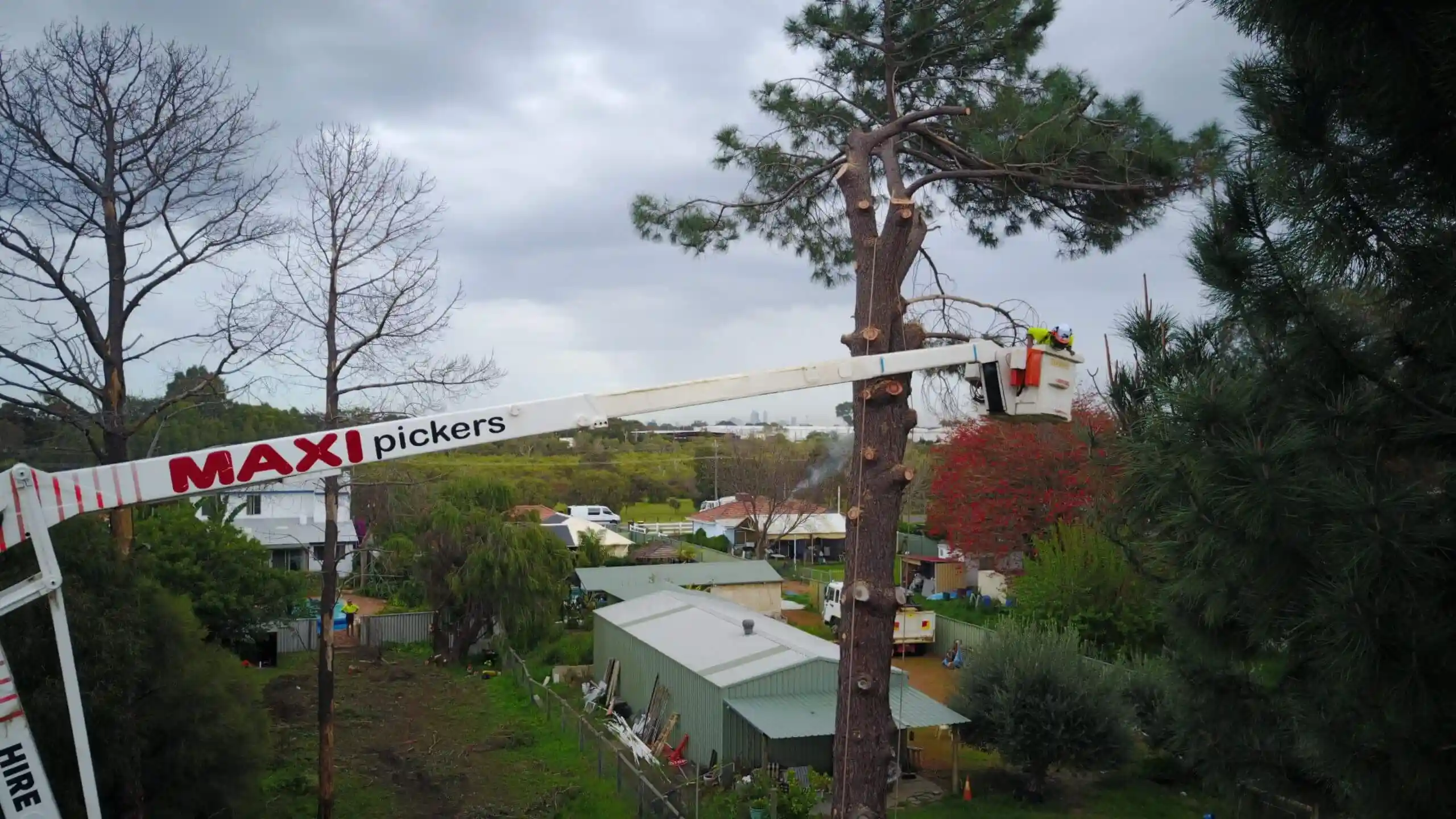 A worker in a raised cherry picker trims branches from a tall tree in a residential area with sheds and greenery under a cloudy sky.