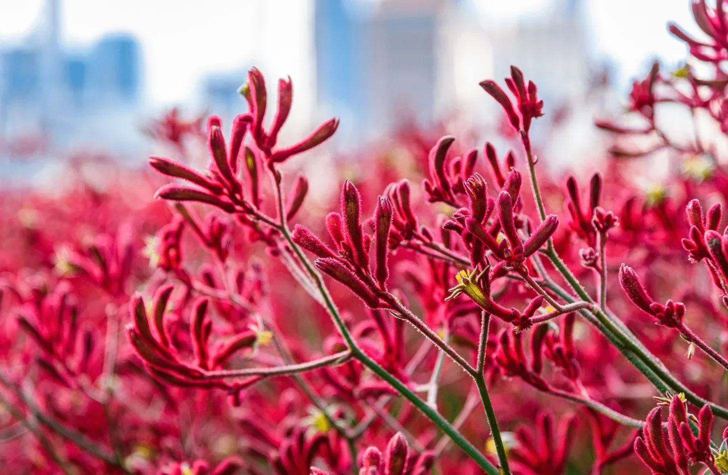 Close-up of vibrant red kangaroo paw flowers with fuzzy petals, set against a blurred urban background and soft daylight.