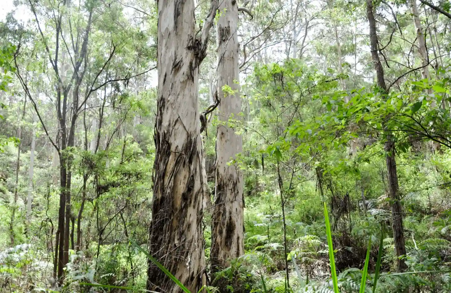 Two tall, pale trees with dark streaks on their trunks stand in a dense, green forest filled with various plants, shrubs, and other trees under natural daylight.