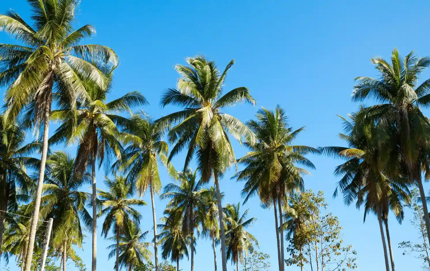 Tall palm trees with lush green fronds stand against a clear blue sky, creating a tropical and serene atmosphere.