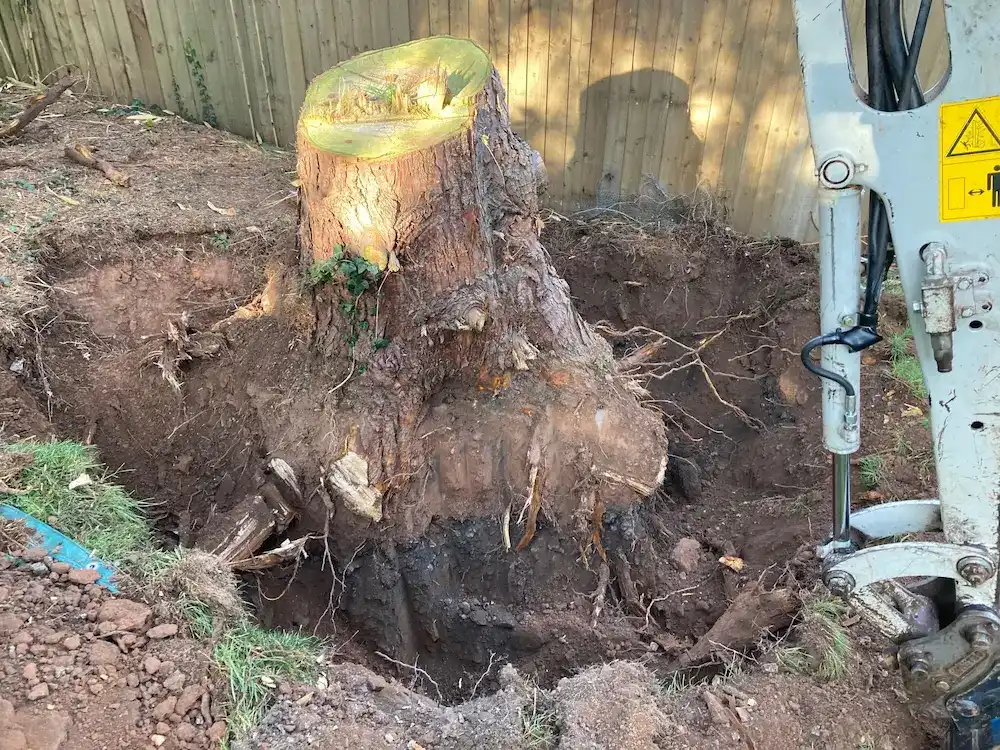 A large tree stump with exposed roots is partially dug out in a backyard, with an excavator arm visible on the right. The surrounding soil is disturbed, and a wooden fence stands in the background.