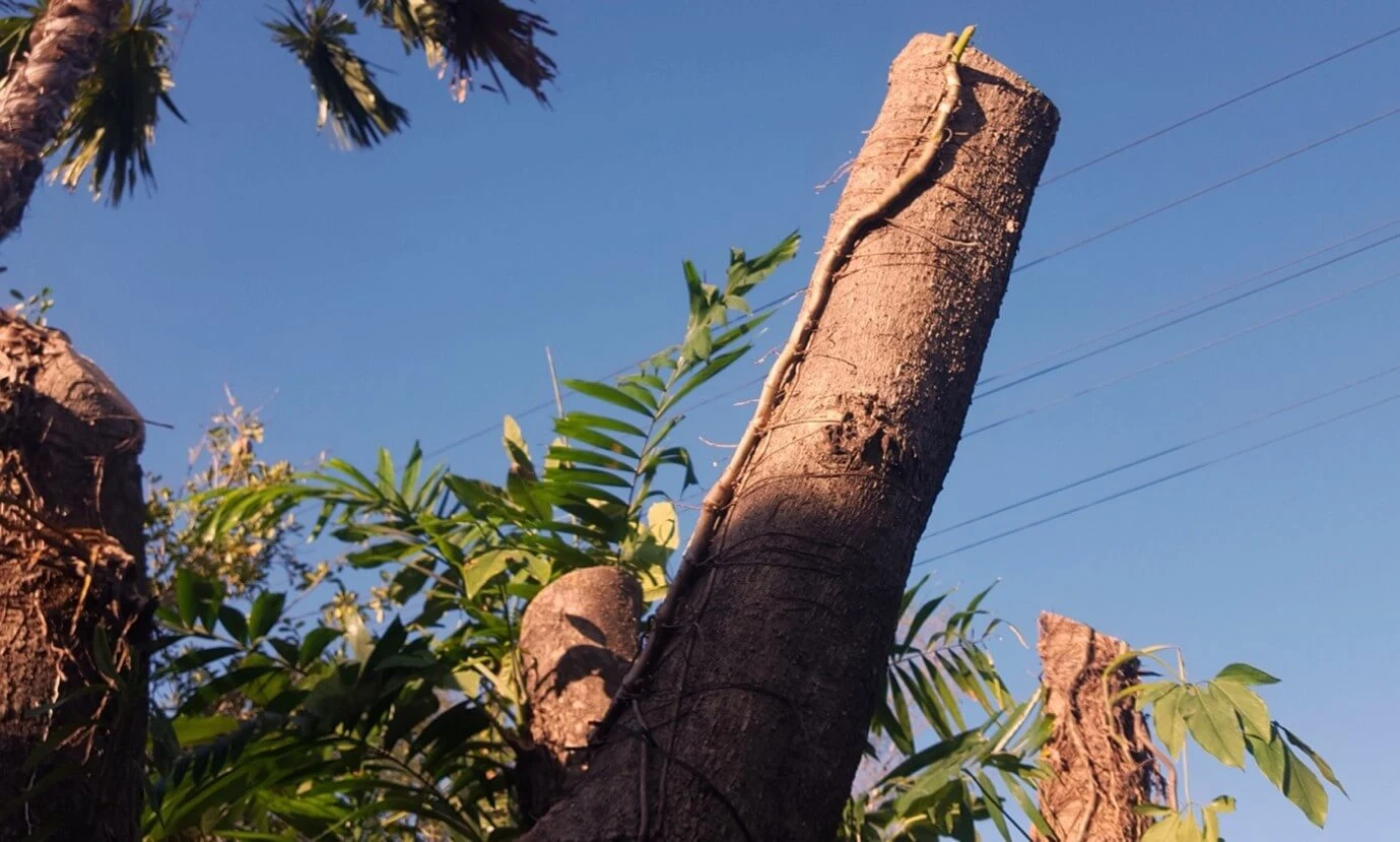 A tree trunk freshly cut at an angle, surrounded by green foliage and palm leaves, set against a clear blue sky with faint power lines in the background.