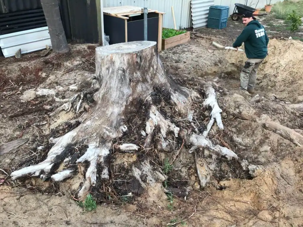 A large tree stump with exposed roots is in the foreground, while a person in work clothes uses a shovel to dig around it in a yard with sandy soil. Gardening boxes and a shed are visible in the background.