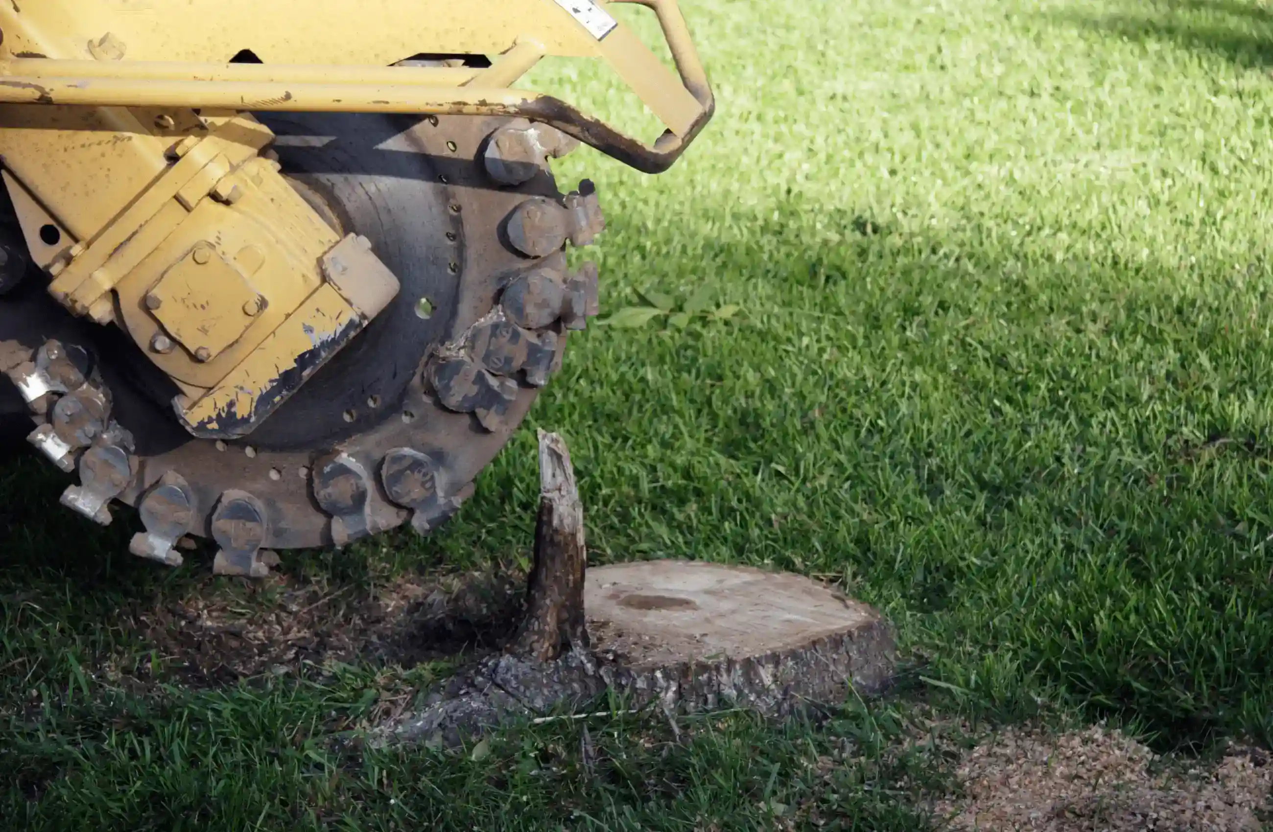 A close-up of a yellow stump grinder positioned over a tree stump in a grassy area, preparing to grind the remaining tree trunk.