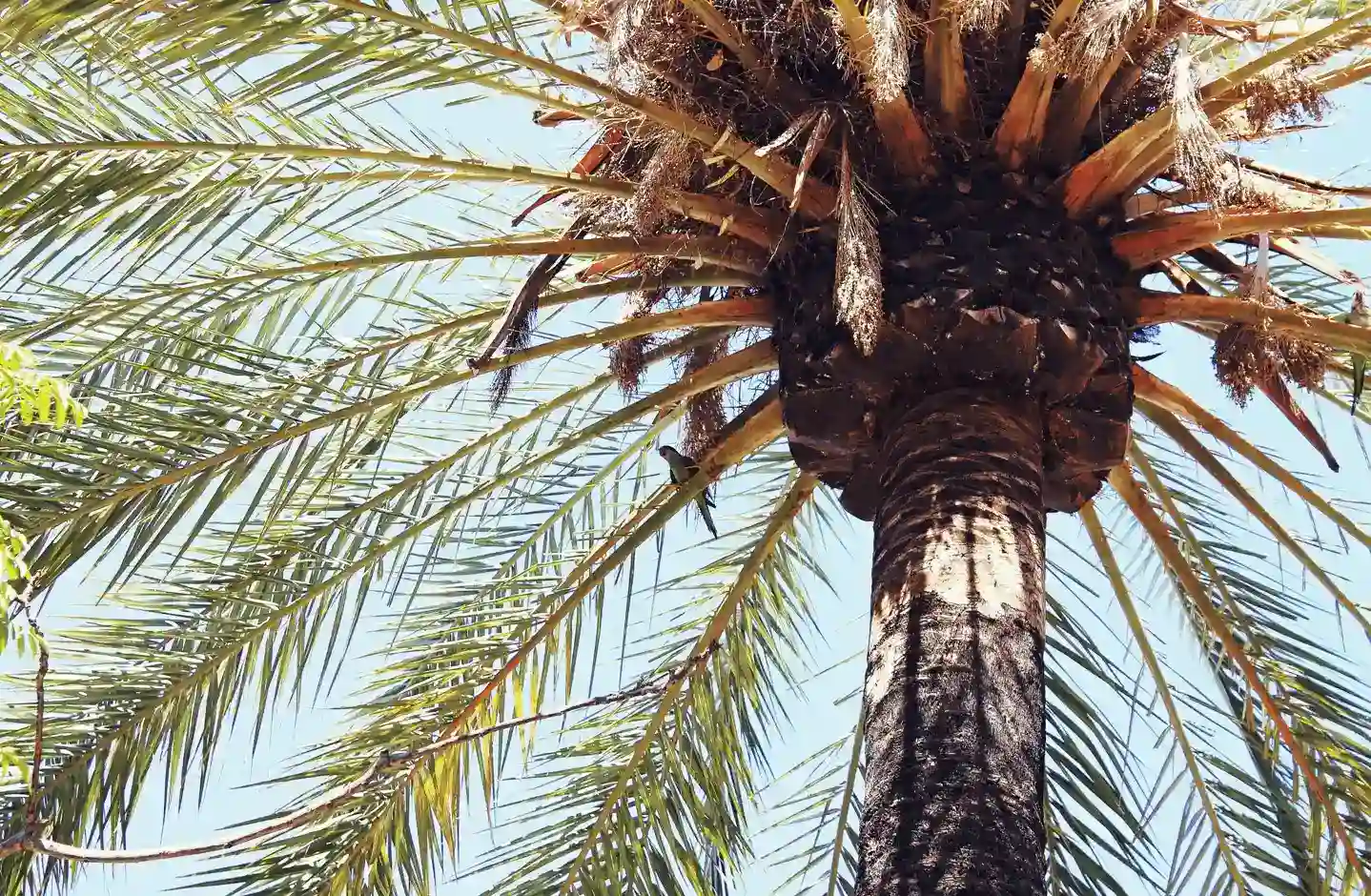 Close-up, upward view of a tall palm tree with a textured trunk and long, spiky green fronds extending outward against a clear blue sky.