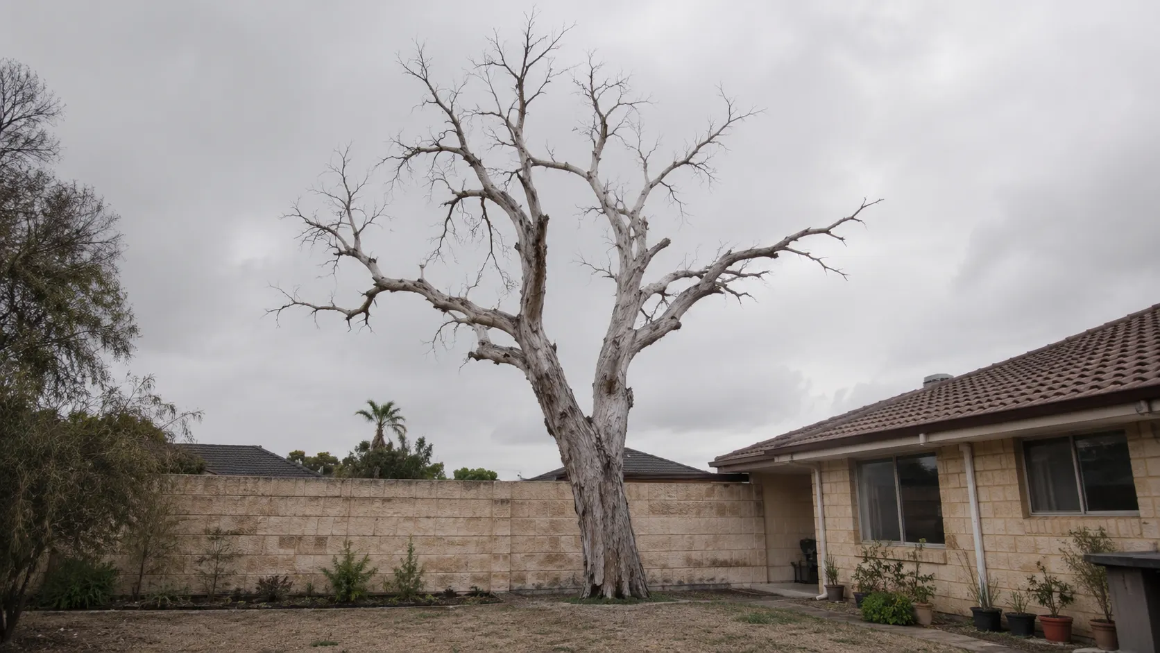 A bare dead tree standing in a suburban Perth backyard under a grey winter sky.