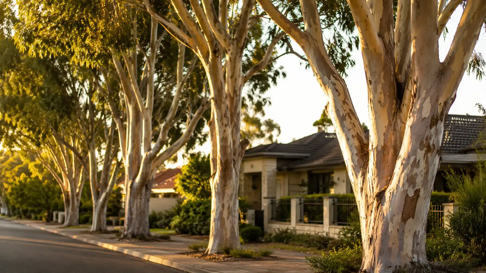 Mature gum trees lining a suburban Perth street at golden hour.