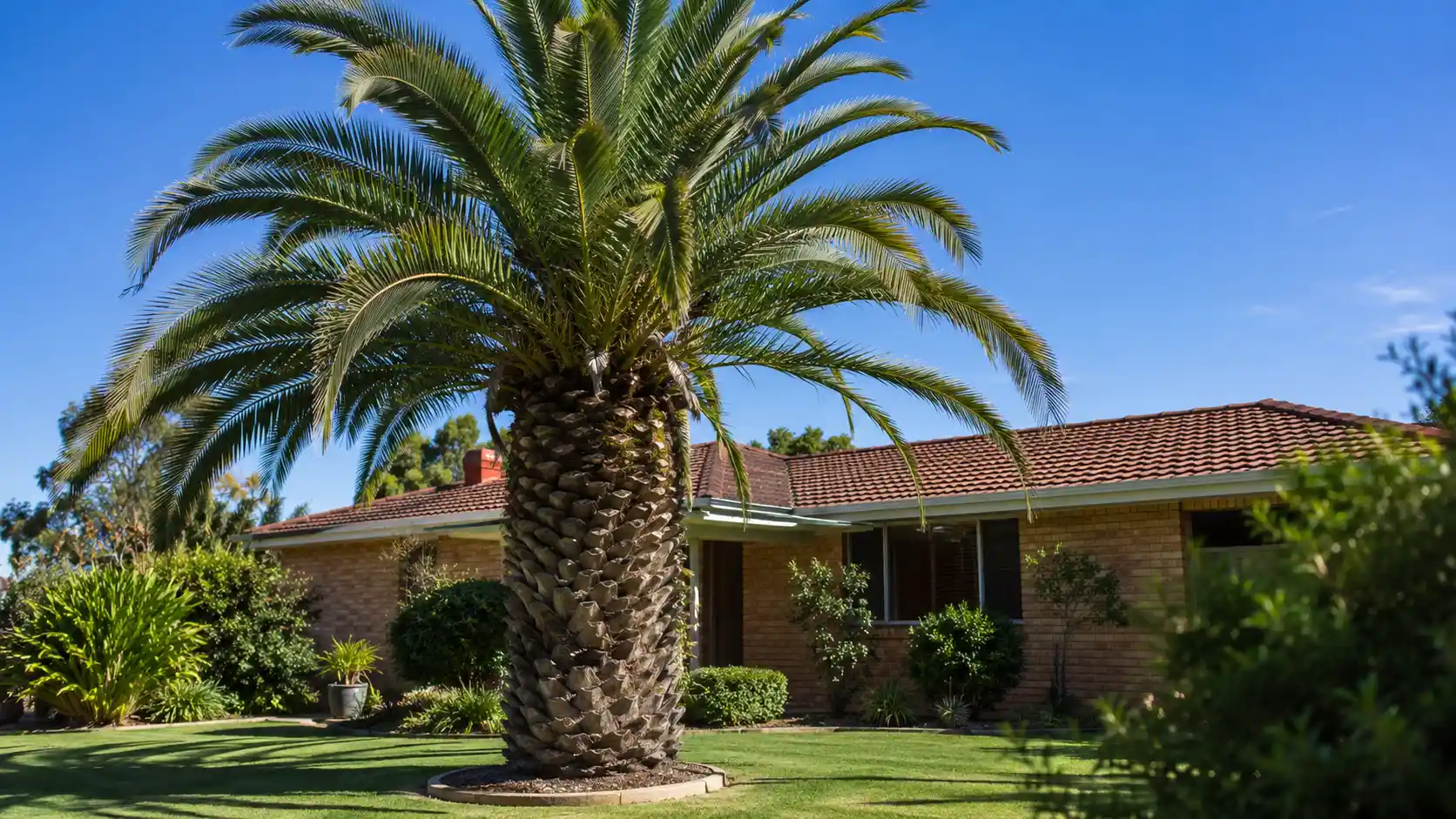 Mature Canary Island date palm in a Perth front garden against a blue sky