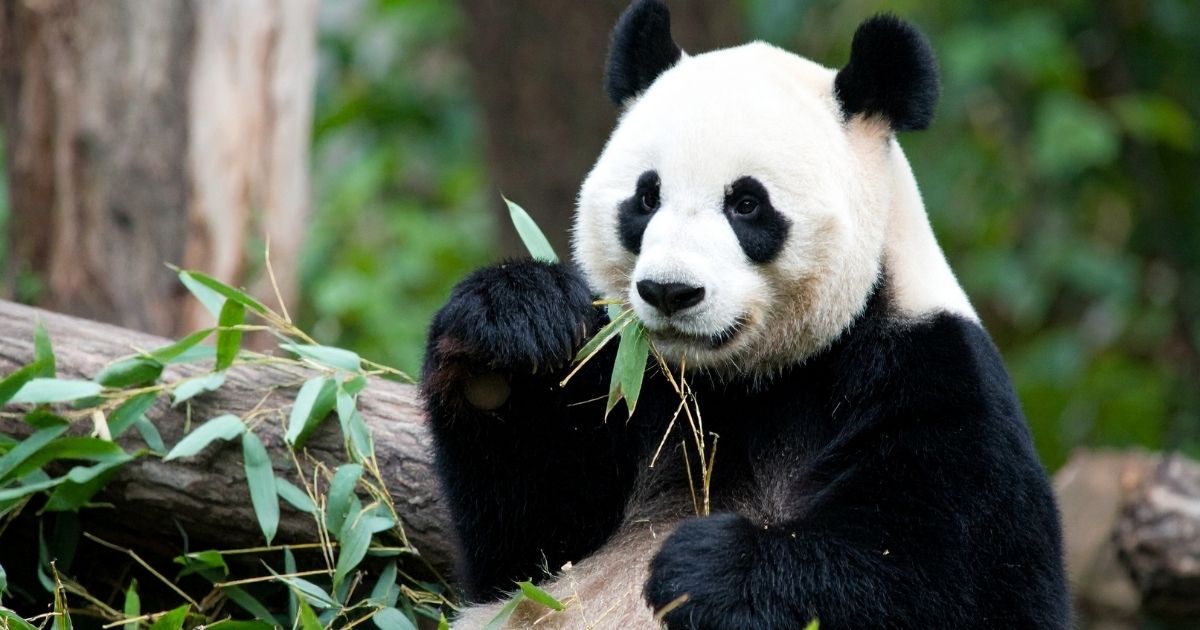 Golden Eagle - Imperial China