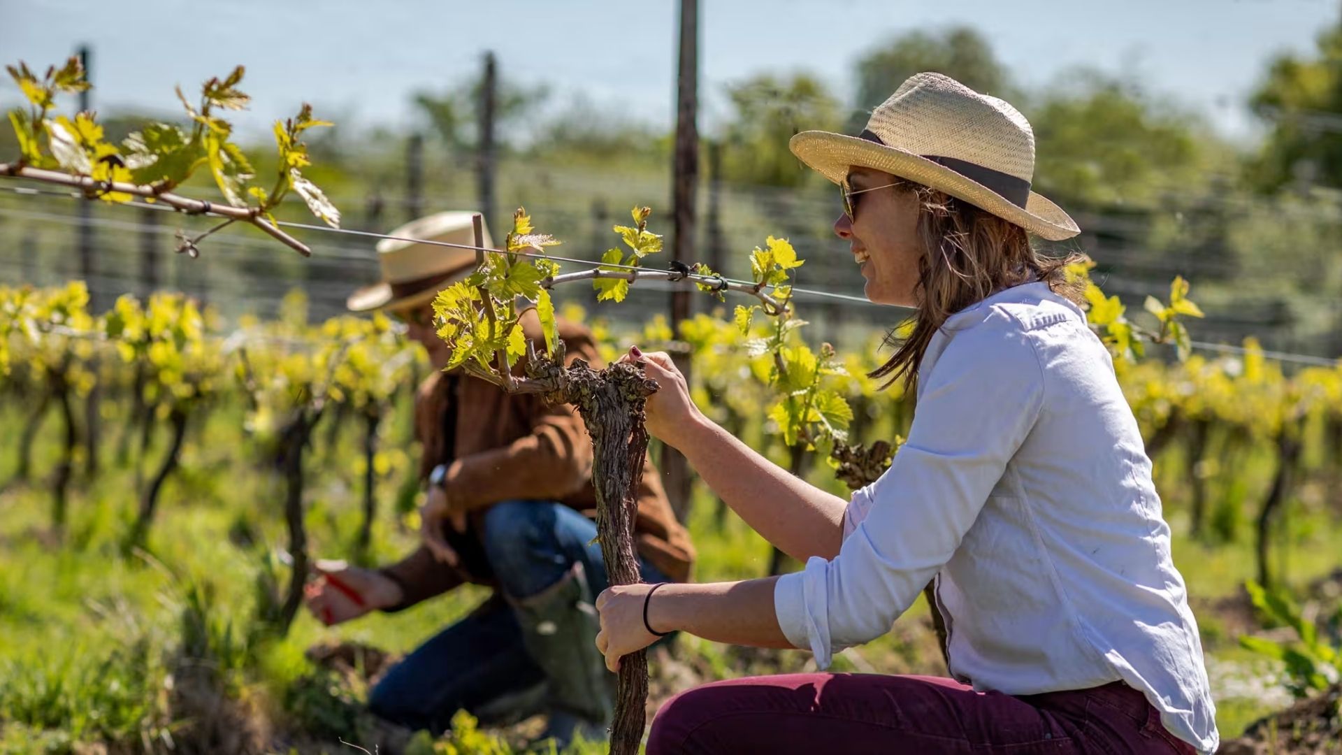 British Pullman - Herbert Hall Winery