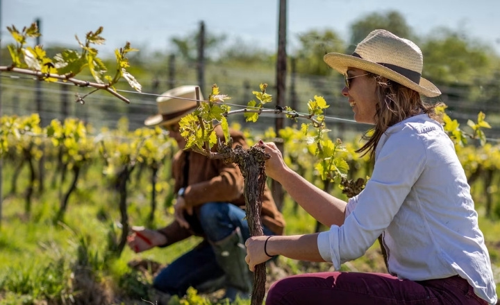 British Pullman - Herbert Hall Winery