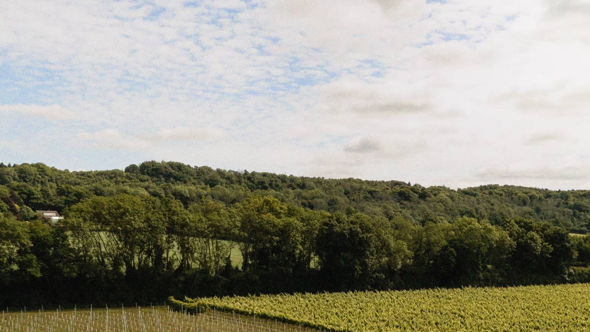 Westwell Wine Estate