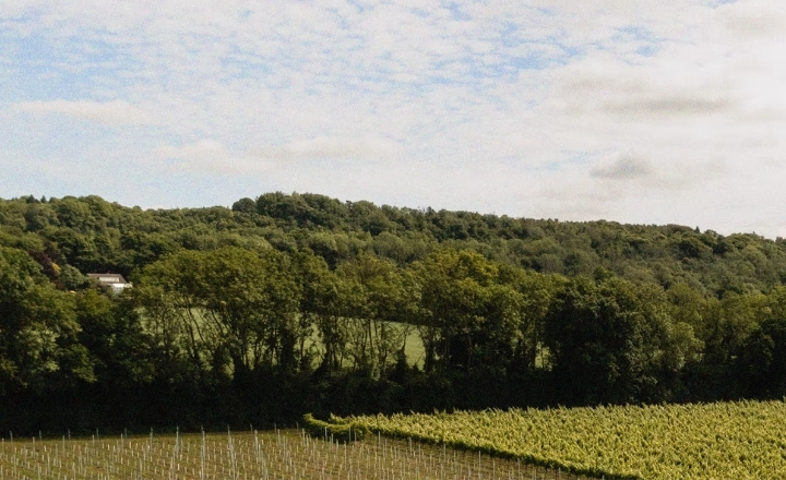 Westwell Wine Estate