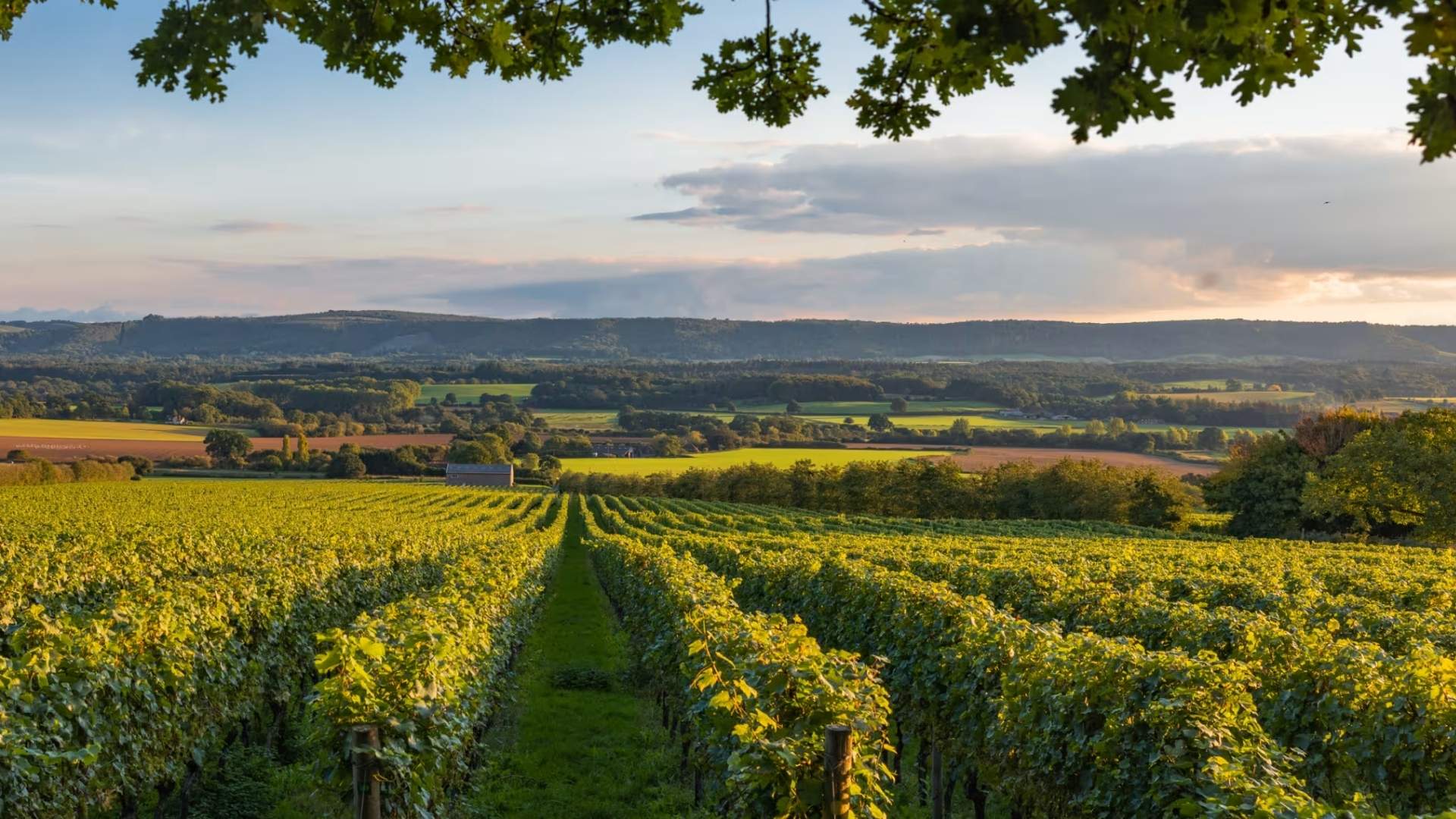 British Pullman to Nyetimber
