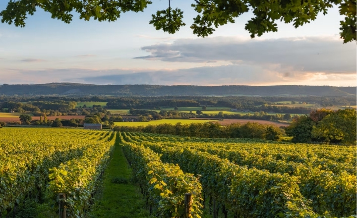 British Pullman to Nyetimber
