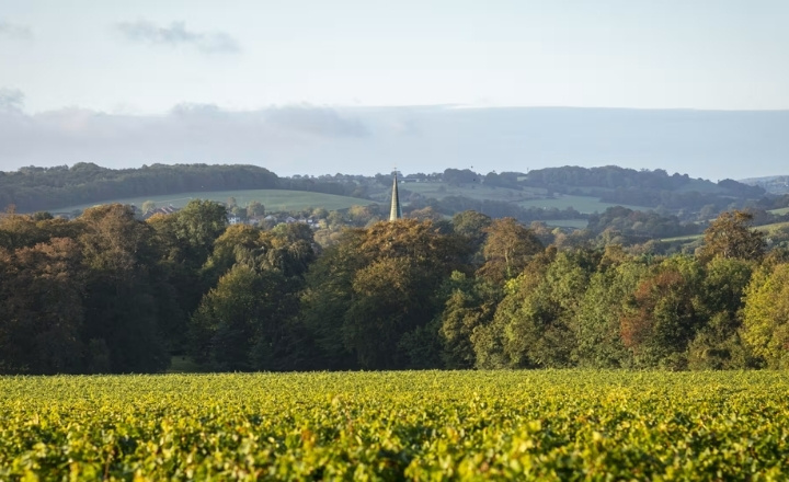 Simpsons Winery Luxury Train Journey