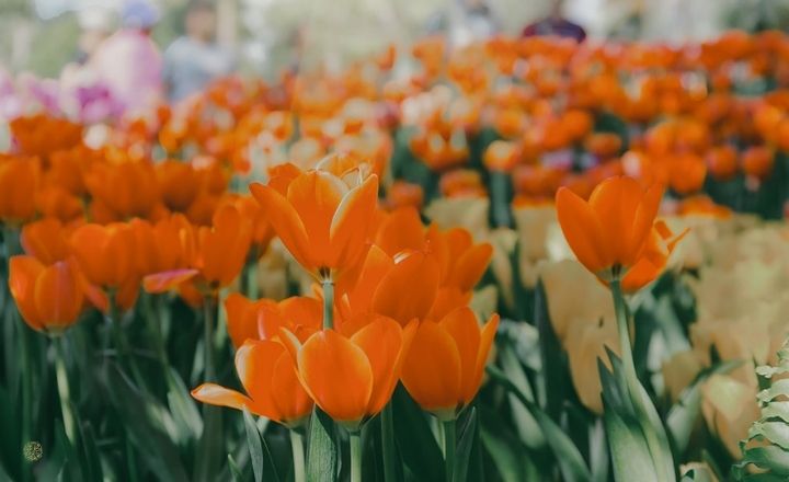RHS Chelsea Flower Show