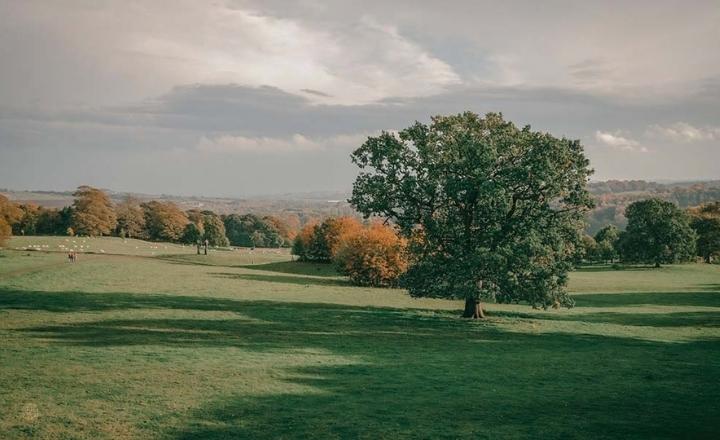 Northern Belle - Yorkshire Sculpture Park