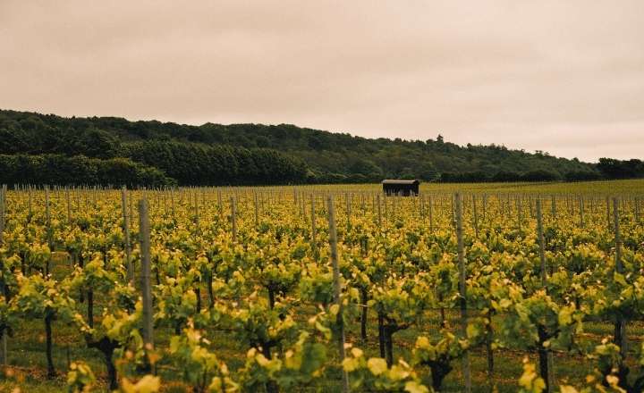 Simpsons Winery Luxury Train Journey