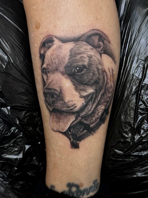 Realistic black and white tattoo of a happy pit bull dog's face with its tongue out on a person's arm.