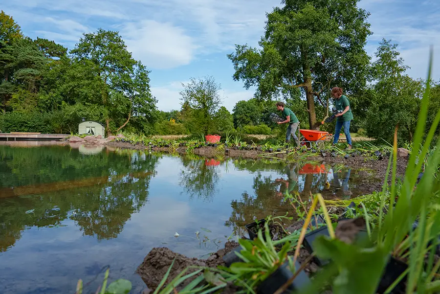 Pond planting