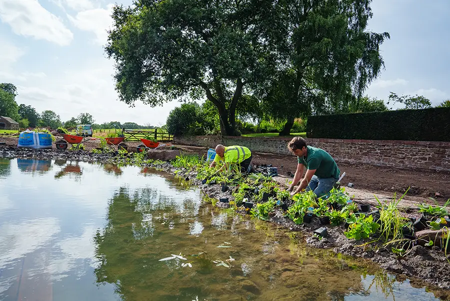 Pond renovation