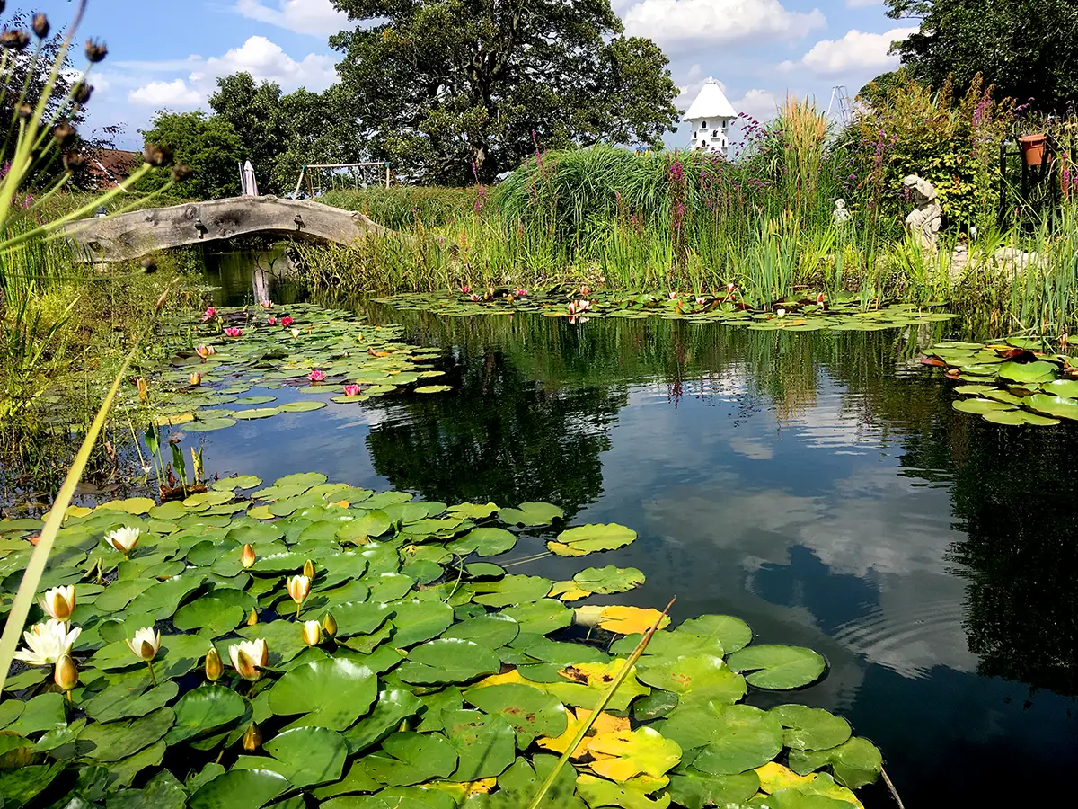 Pond