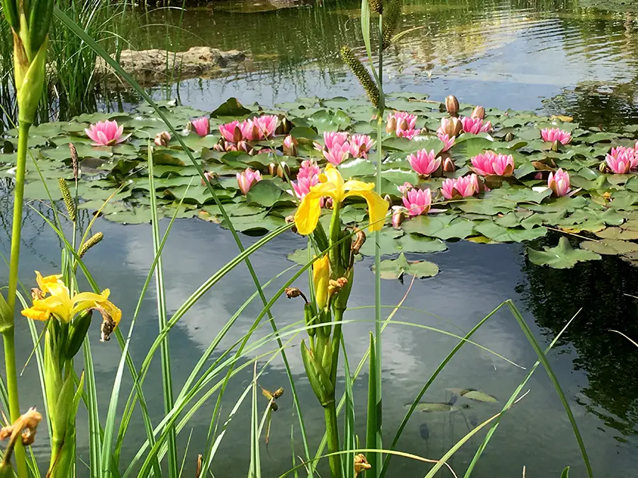 Pond lillies