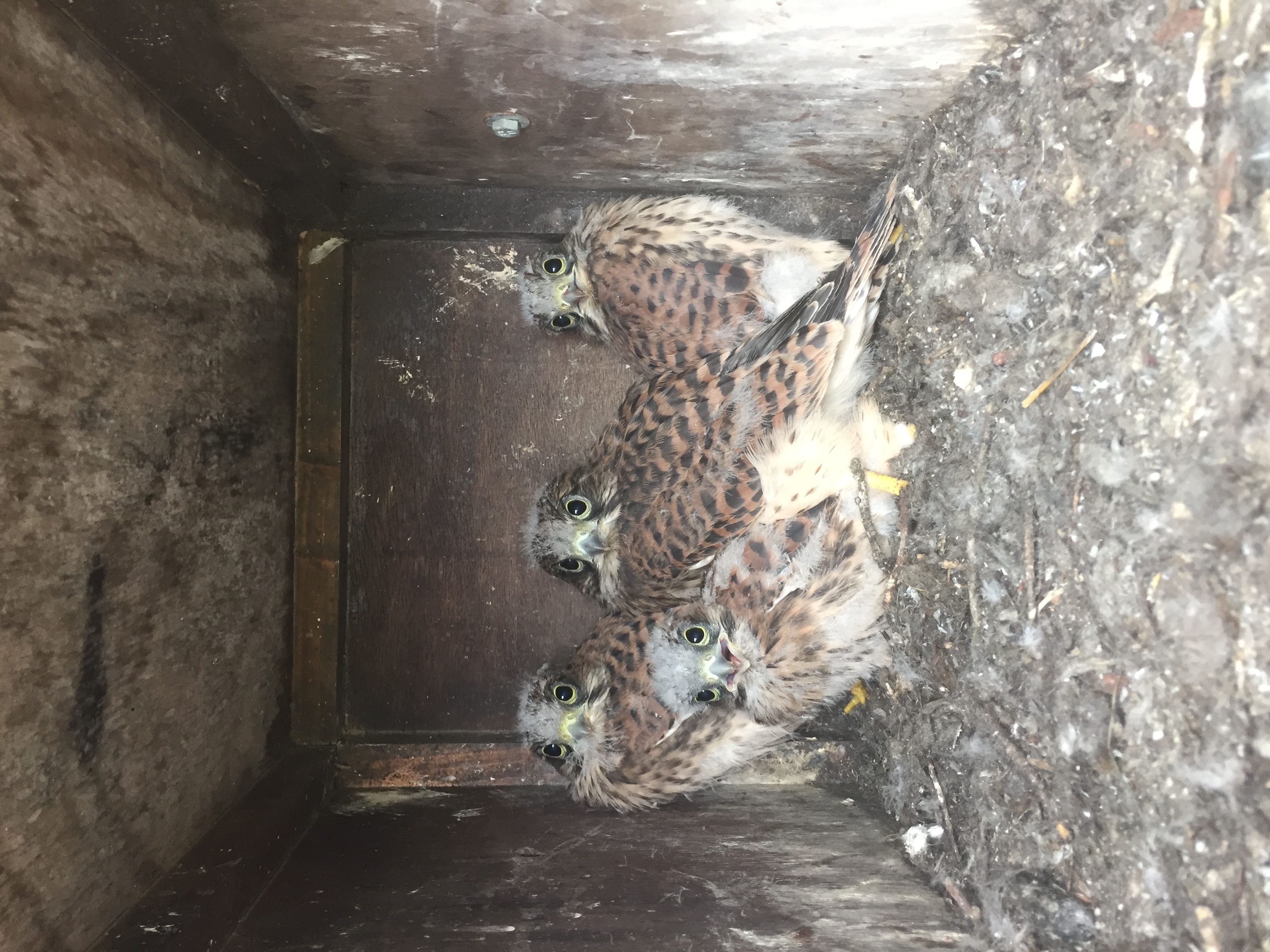 kestrels 