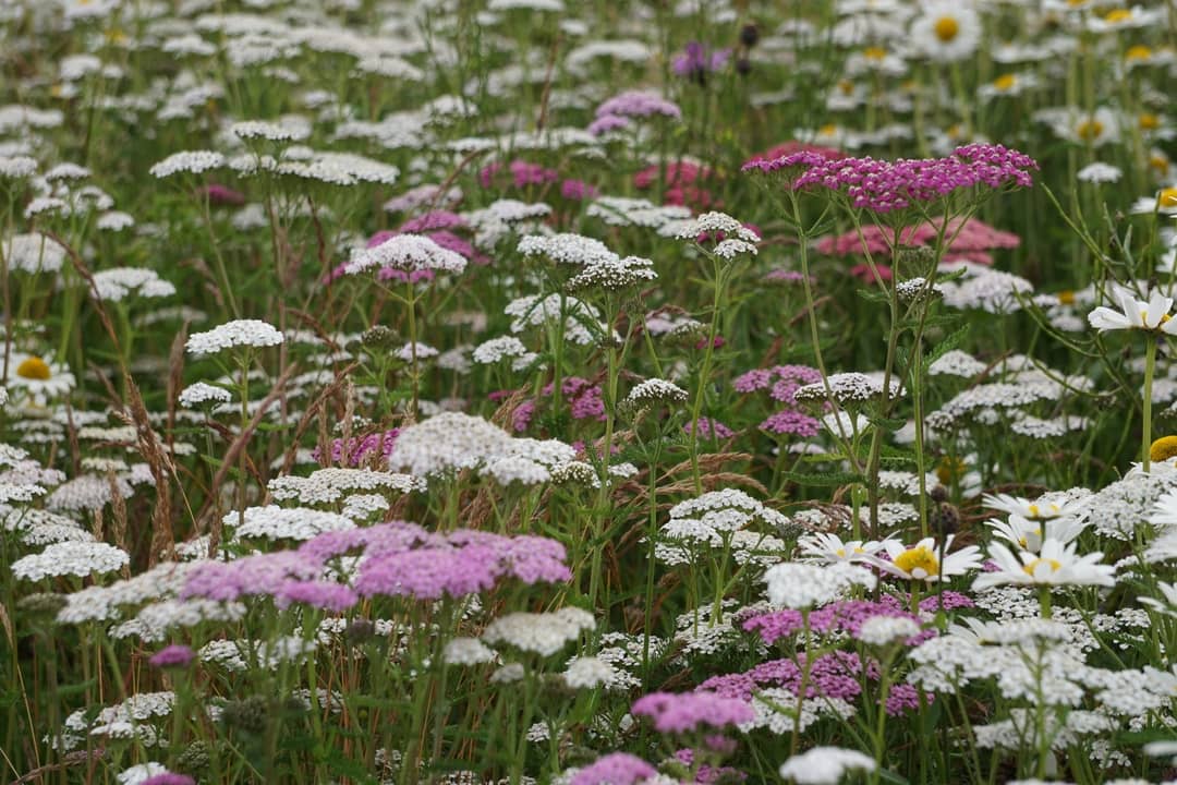 perennial flower meadow