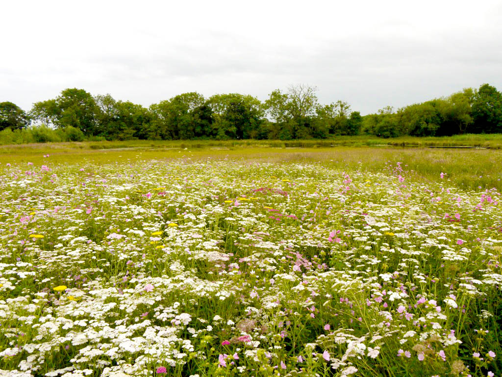 Perennial flower meadow