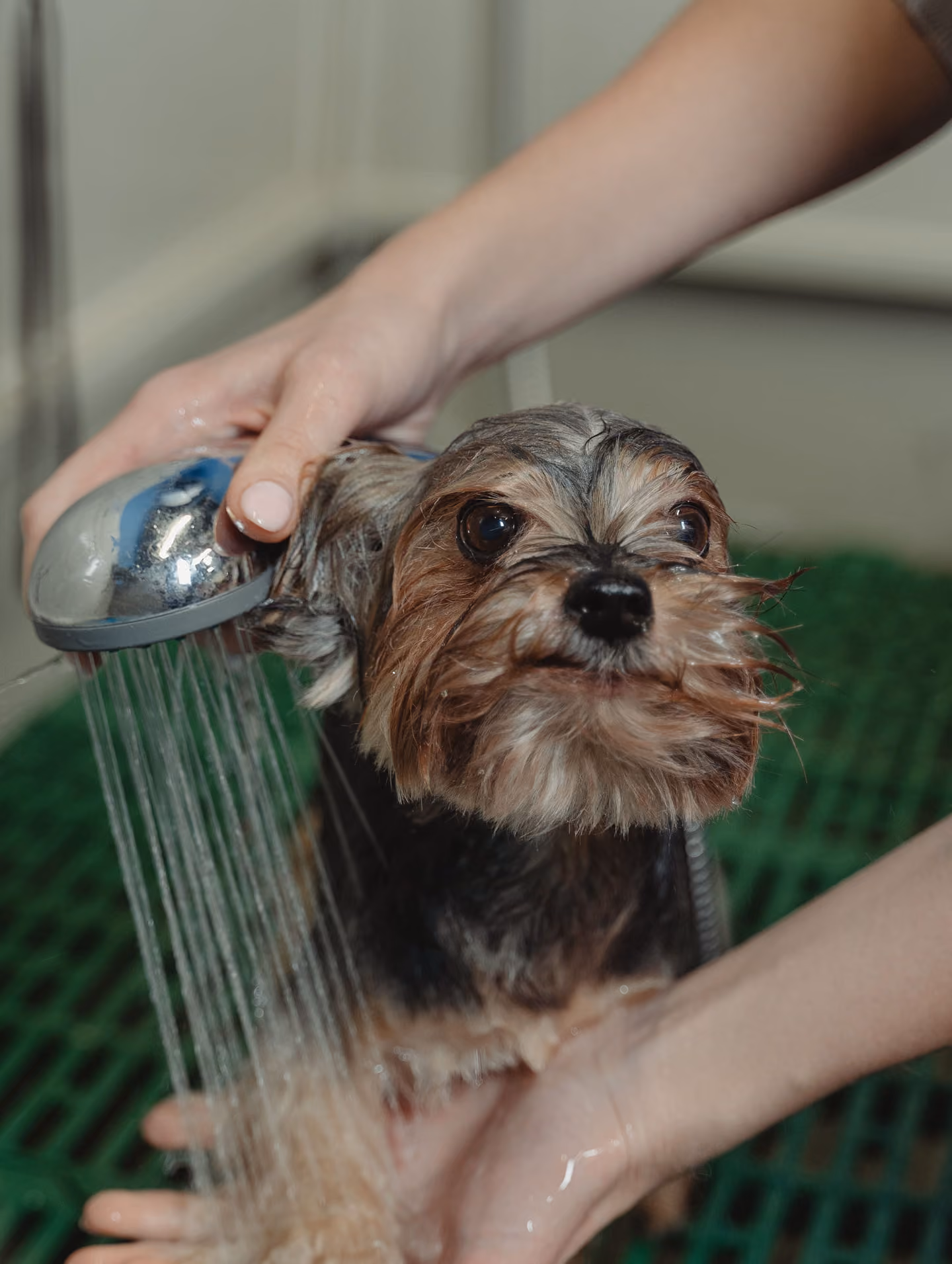 Small terrier being rinsed under a shower head after a sandy walk