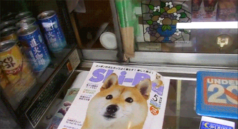 shiba-store-owner.gif
