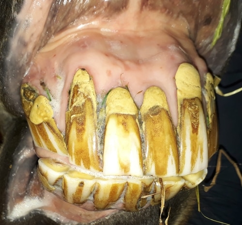 Diasthema aufschleifen