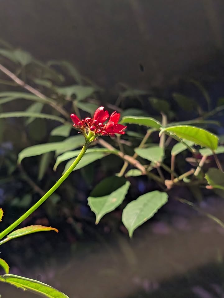 Small bright red flower buds in a hazy green environment