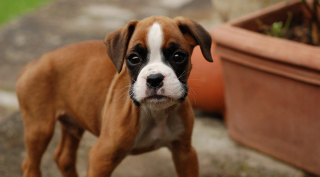 Puppy