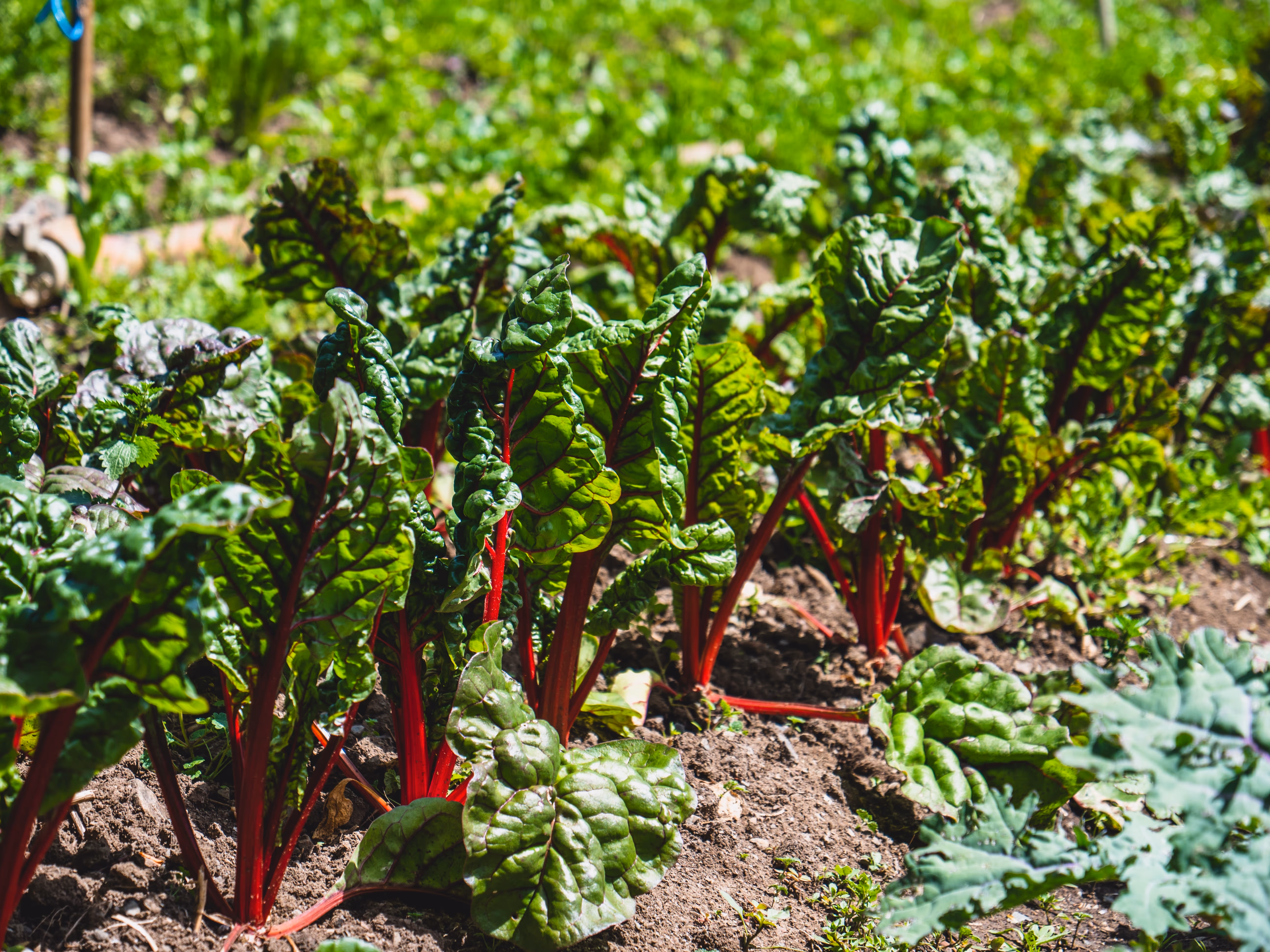 Dark leafy green lettuce is lined in rows in gardening soil shone by the sun