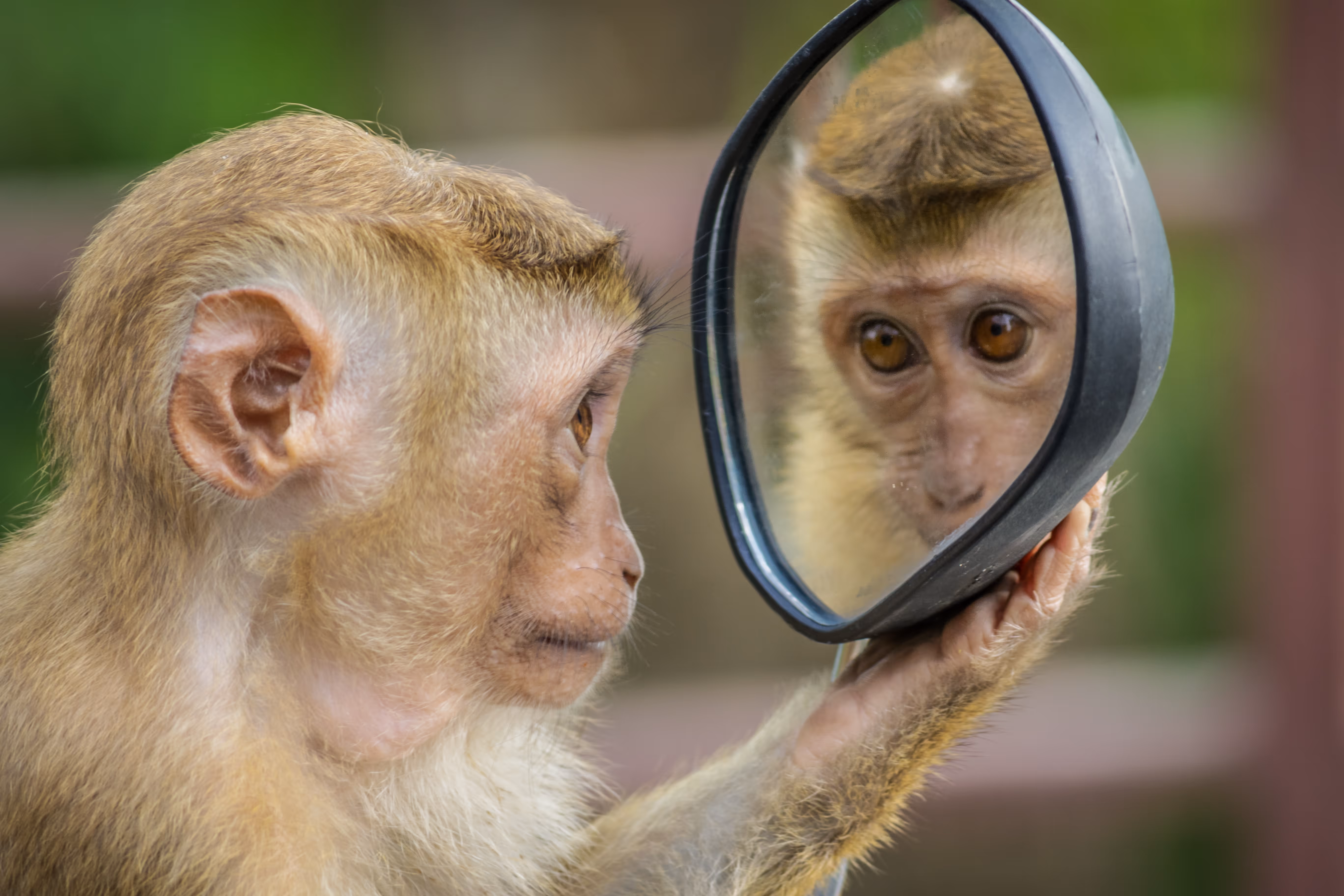 a brown monkey looks at himself in a mirror