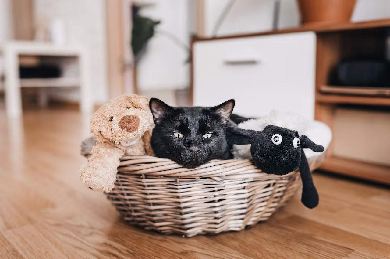black cat in a toy basket purchased by a first time cat owner