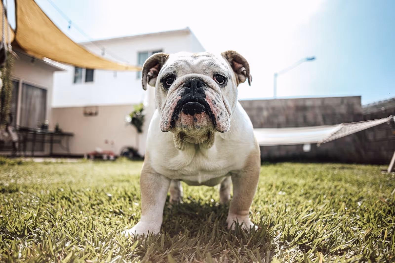 A white bulldog stands in grass looking at the camera