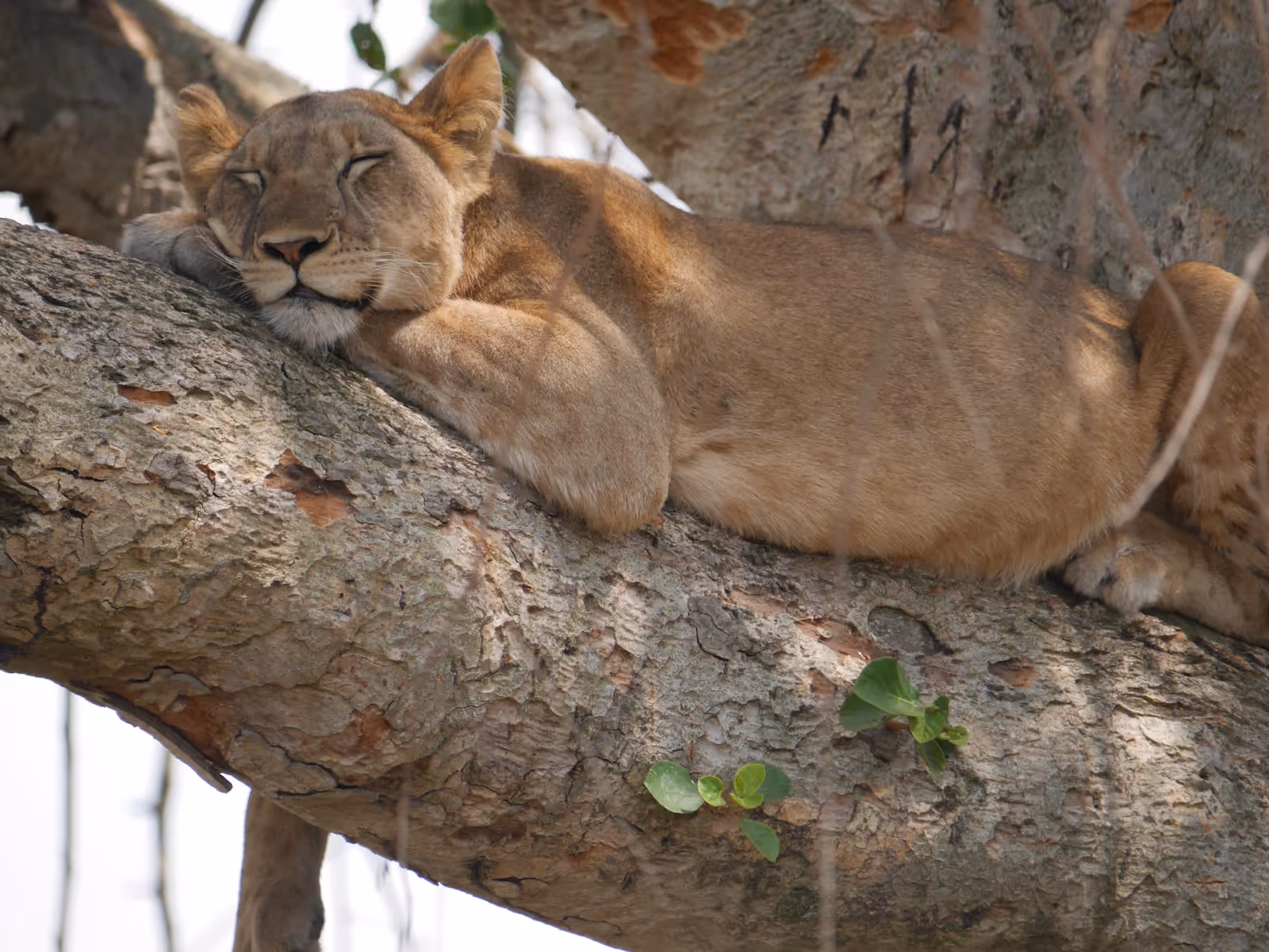 A lion lounges on a large tree branch. 