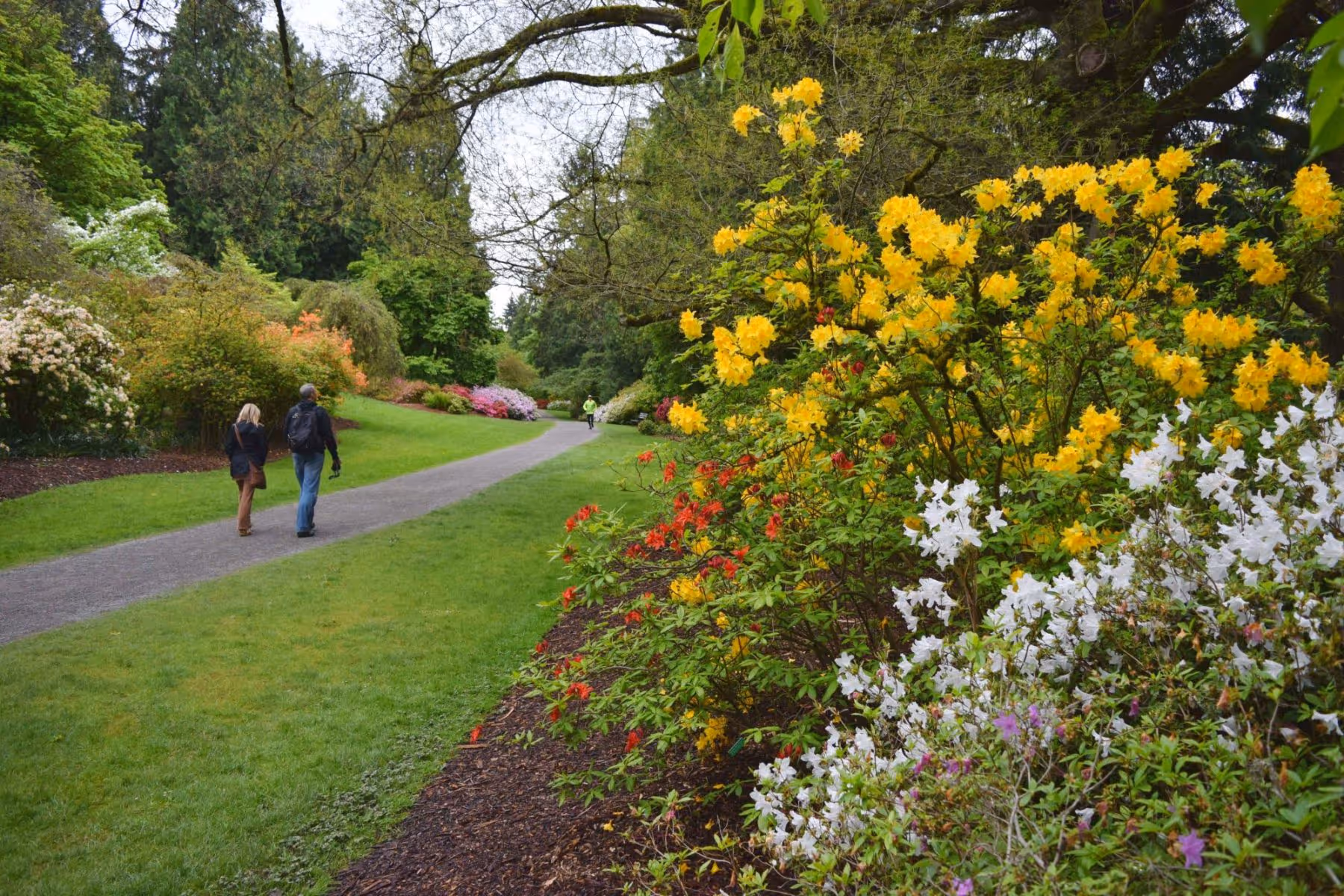 couple walking Azelea way in Washington Park Arboretum