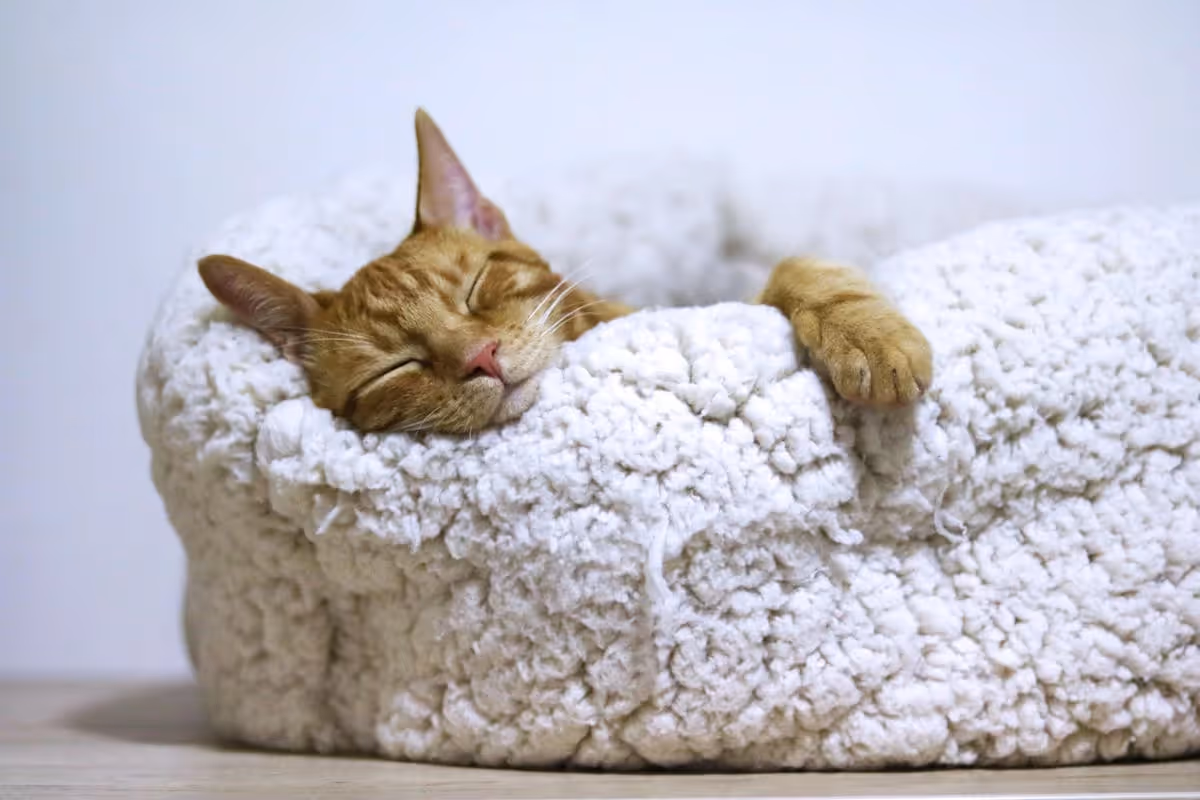 A cat sleeping in its bed.