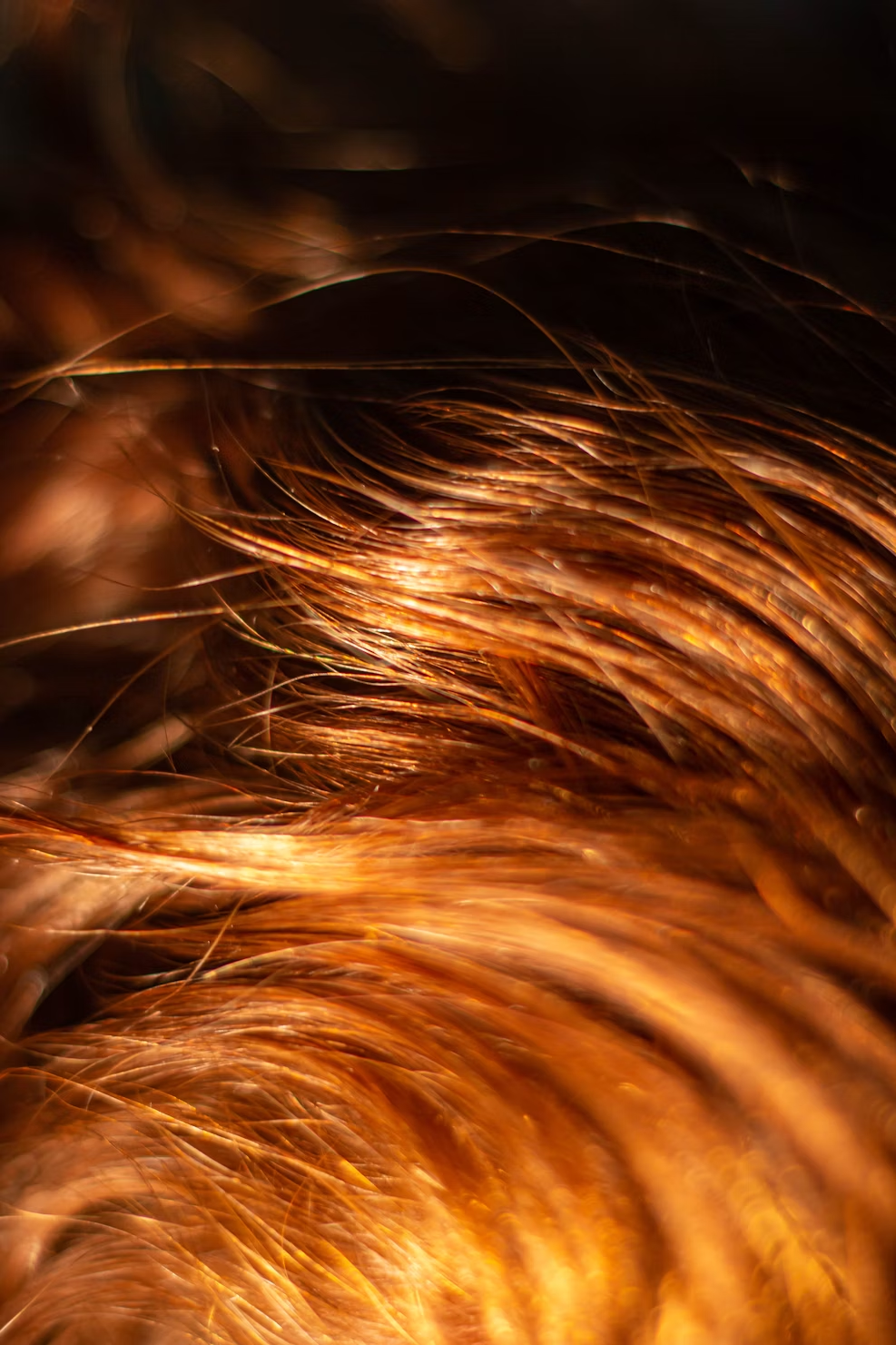 Bronze hair on a black background.