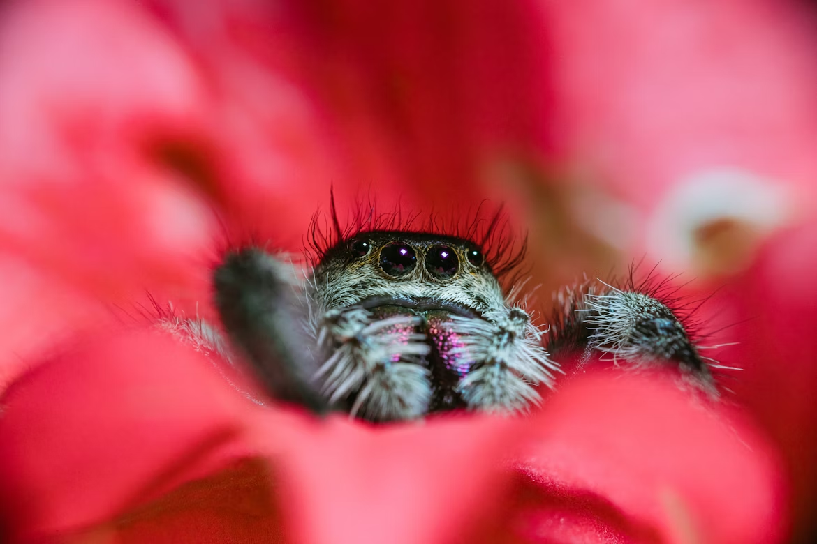 A black and white jumping spider on a red flower.