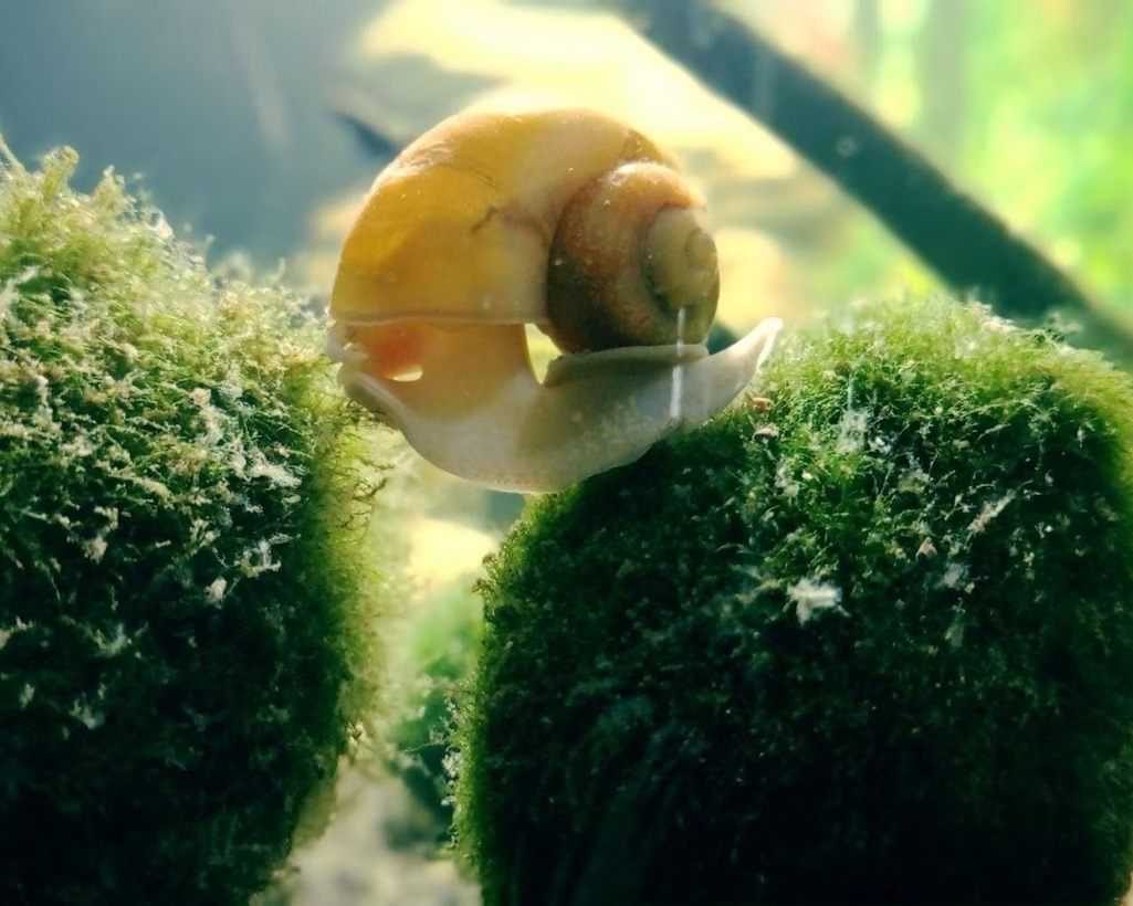 A snail is resting on top of two moss balls.